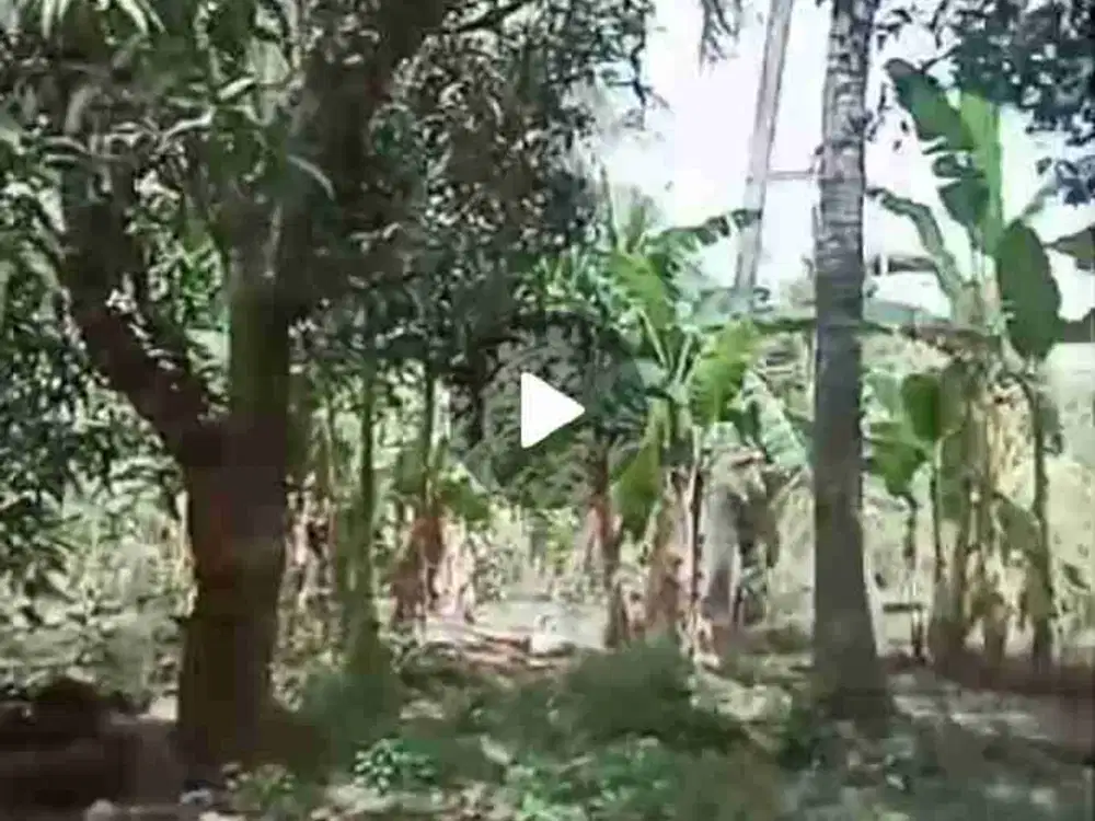 Jual tanah di bawah harga pasar di deket pantai lovina