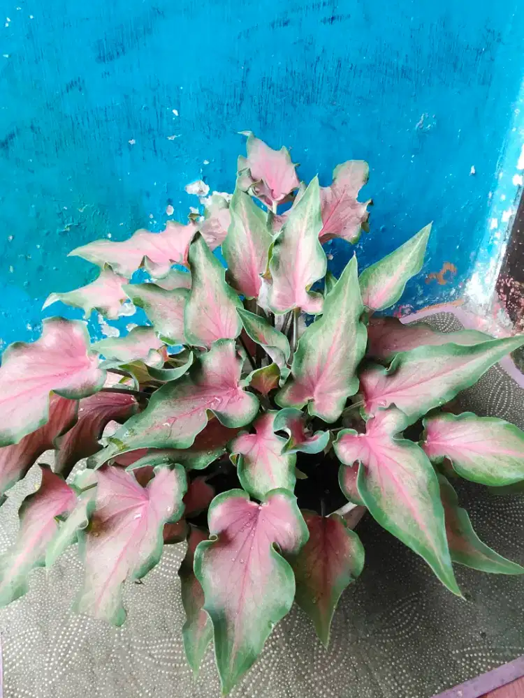 Tanaman keladi keris