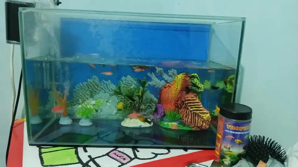 Jual Aquarium + ikannya sekalian
