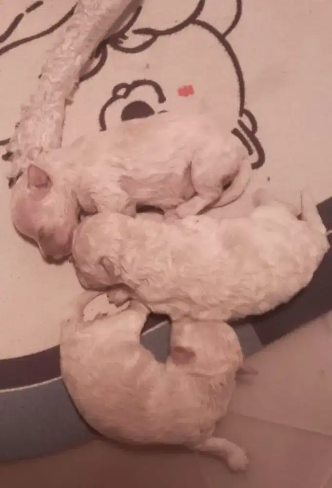 3 Female White Poodle