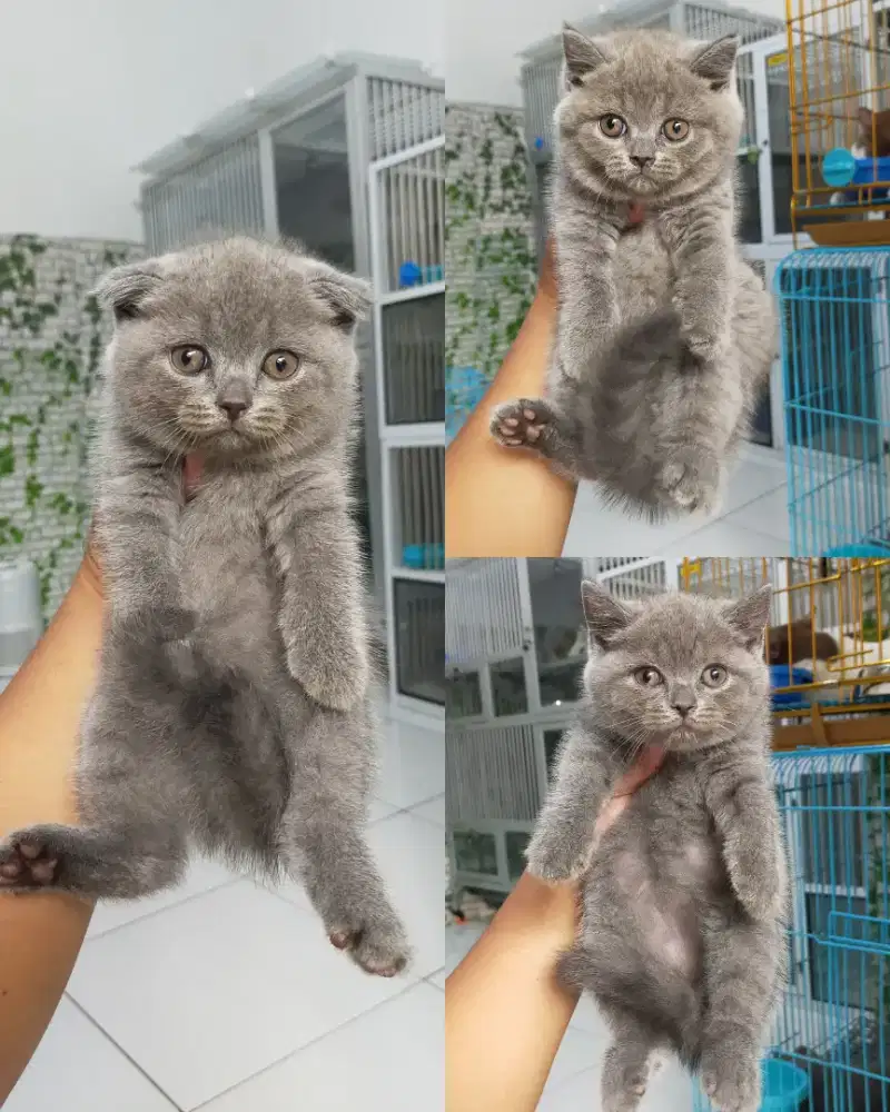 Kucing British shorthair dan scotish fold ob