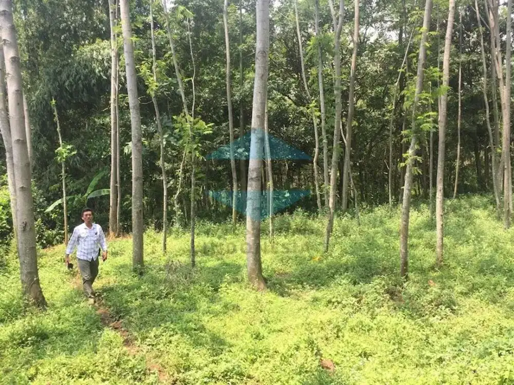 Jual Tanah kebun Jati 7400m2 Pasrepan Pasuruan,dkt wisata Bhakti Alam