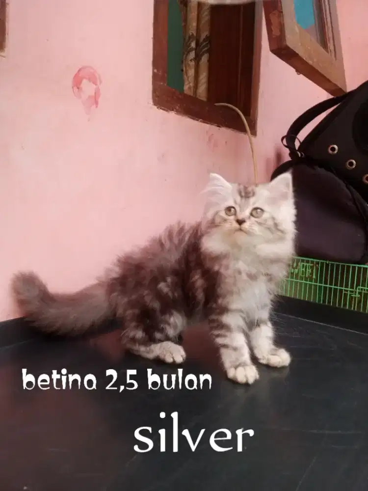 Kucing Persia medium