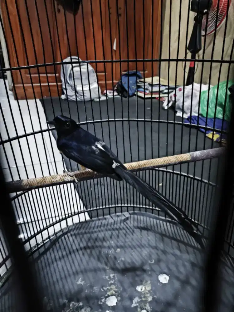 Burung murai gacor fulset