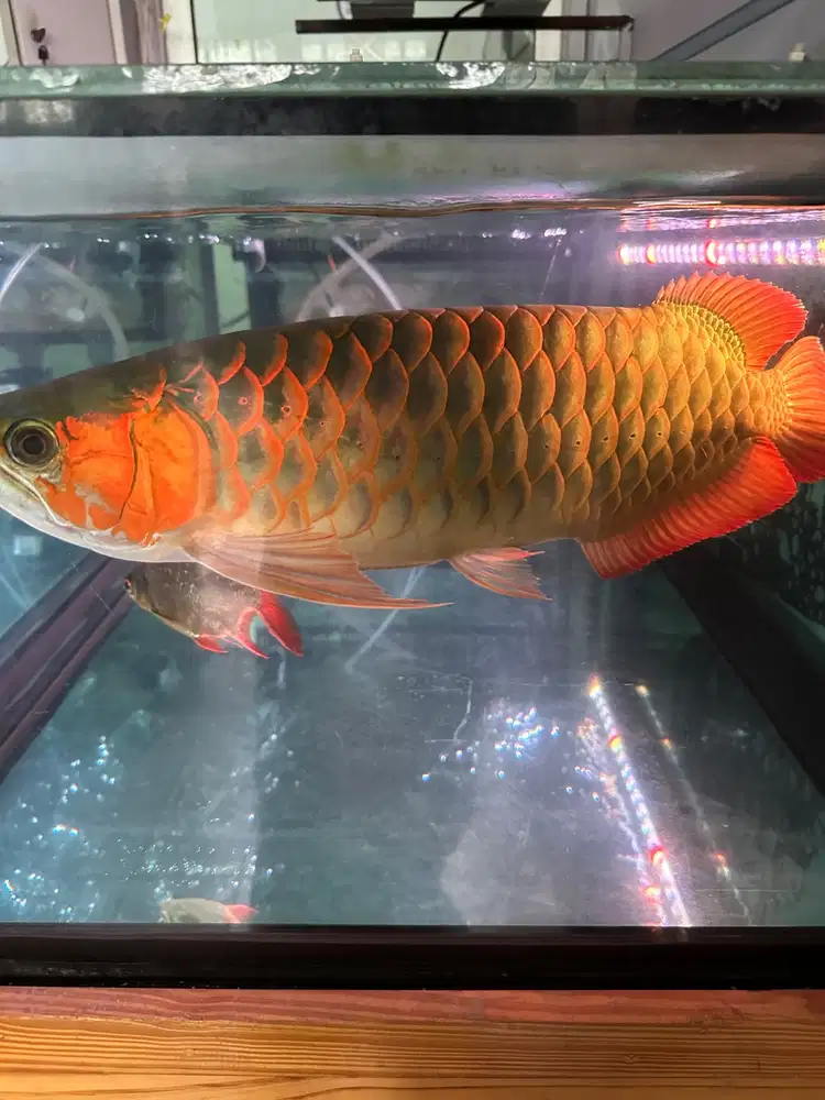 Ikan Arwana Gold koleksi pribadi