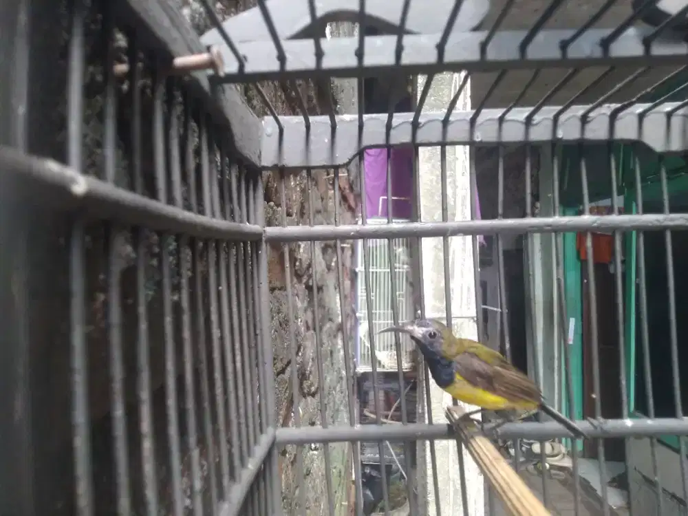 Sogn metalik rawatan