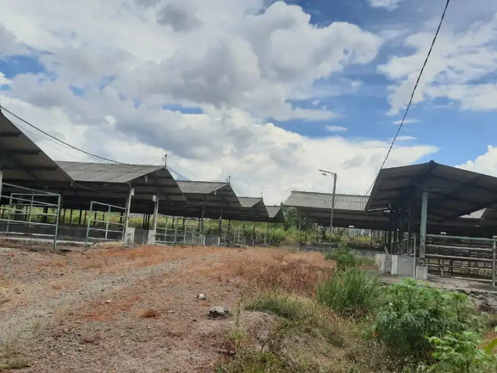 Tanah 3,2 Hektar kandang sapi