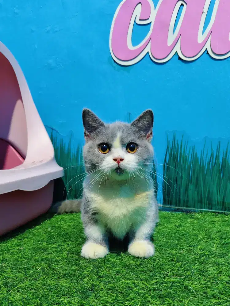 Munchkin BSH Betina Bico Blue Kitten British Short Hair Cebol