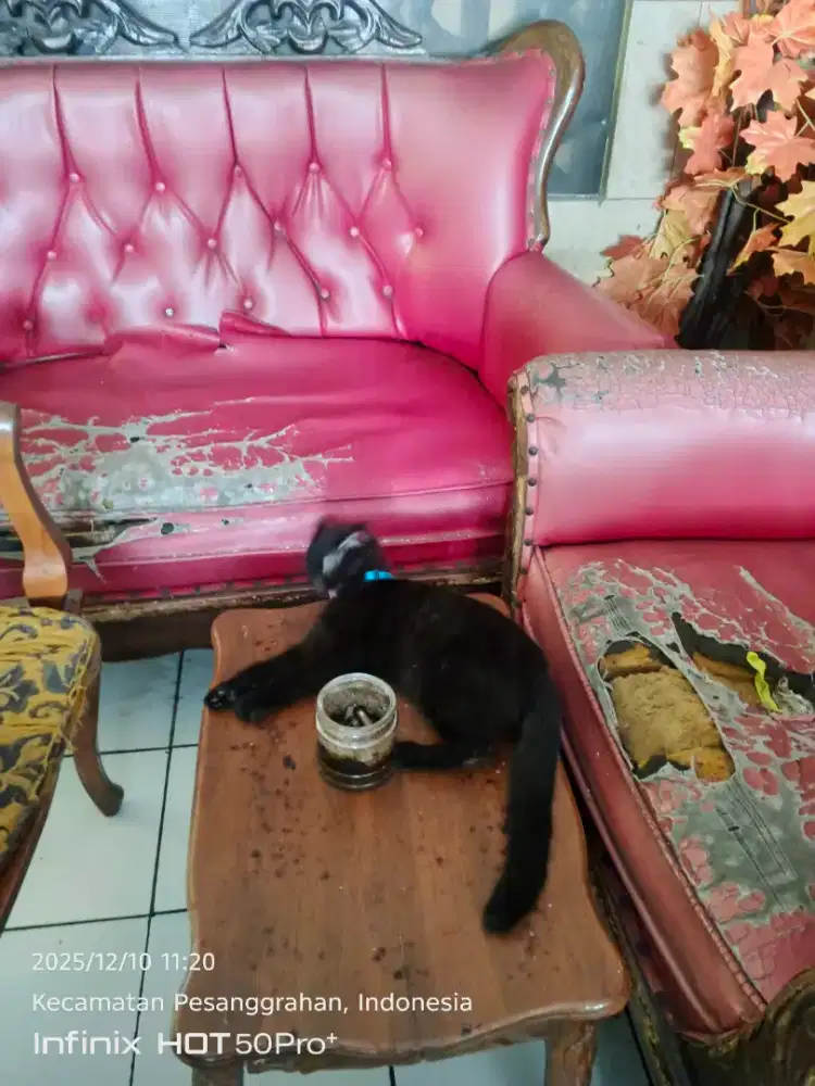 kucing scotiss X british