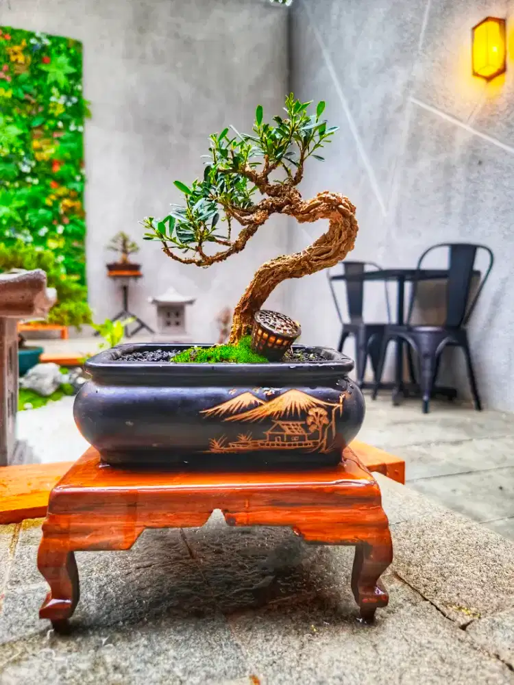Bonsai Boxus Bunjin