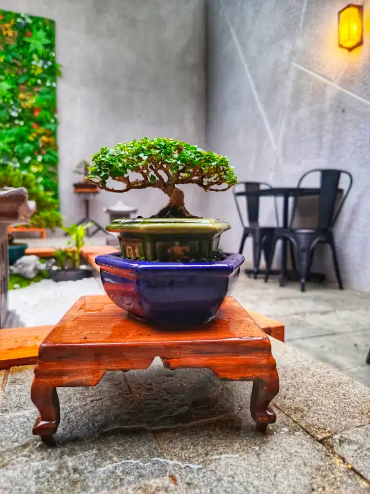 Bonsai Sancang Mame