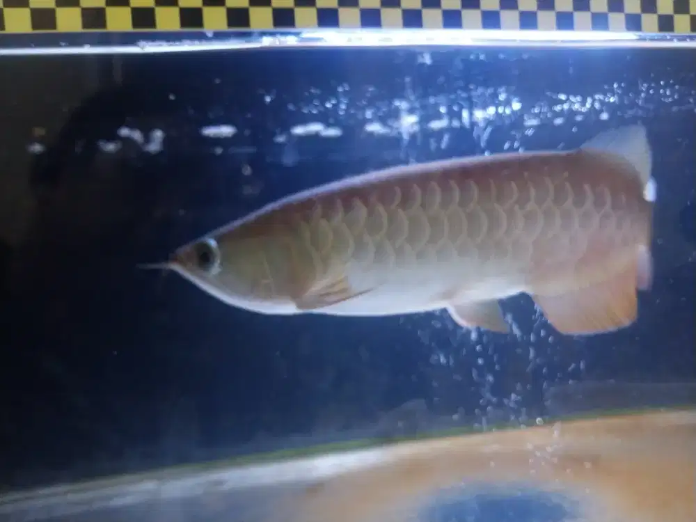 Ikan arwana golden red surat ada