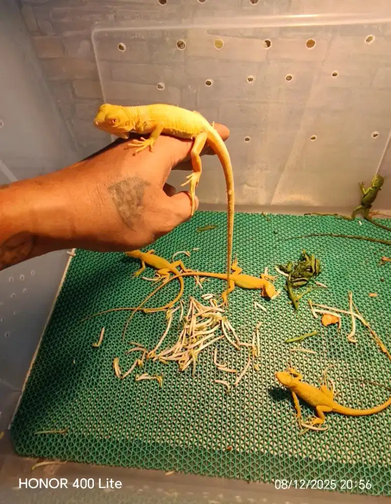 Iguana Albino baby