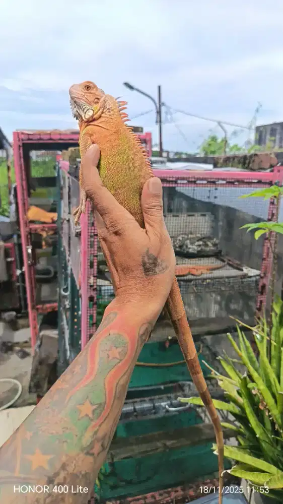 Iguana Red Hypo