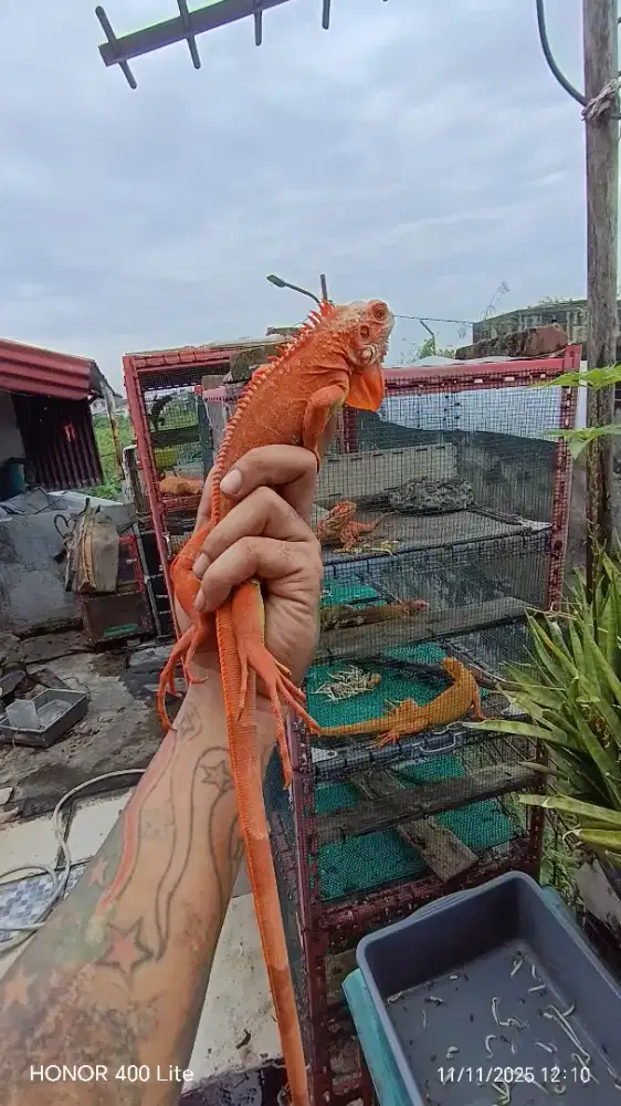 Iguana Super Red Hypo