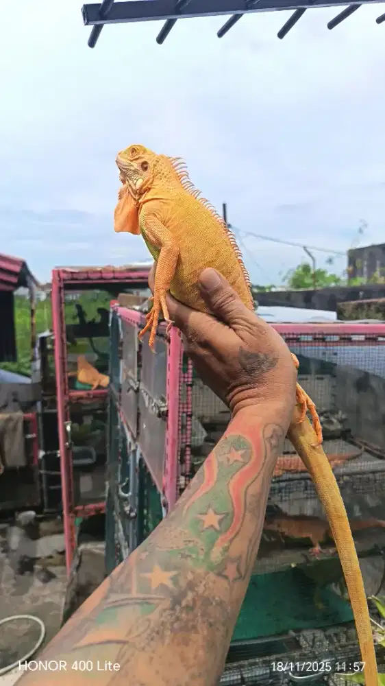 Iguana Red Albino