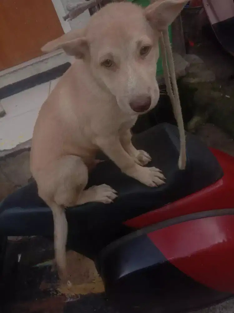 Kintamani vs swlayang fitkam