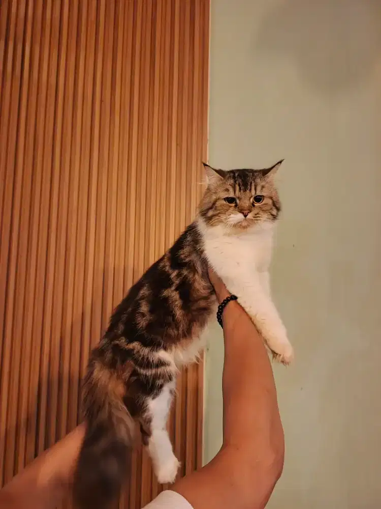 Persis flatnose mix MC bigbone