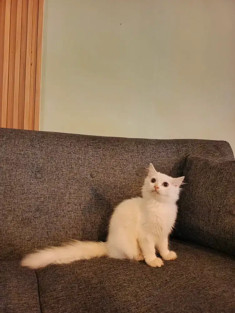 Kitten persia Longhair white solid