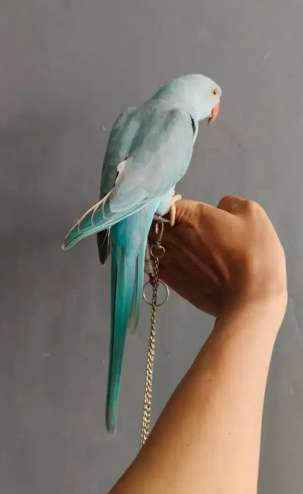 Indian ring neck jantan dna