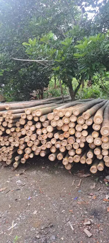Bambu murah ukuran 6,7
