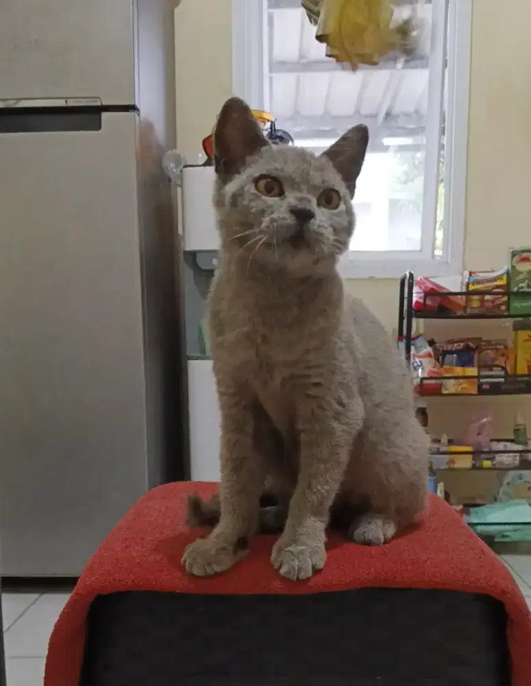 BSH mix jantan 4,5bln