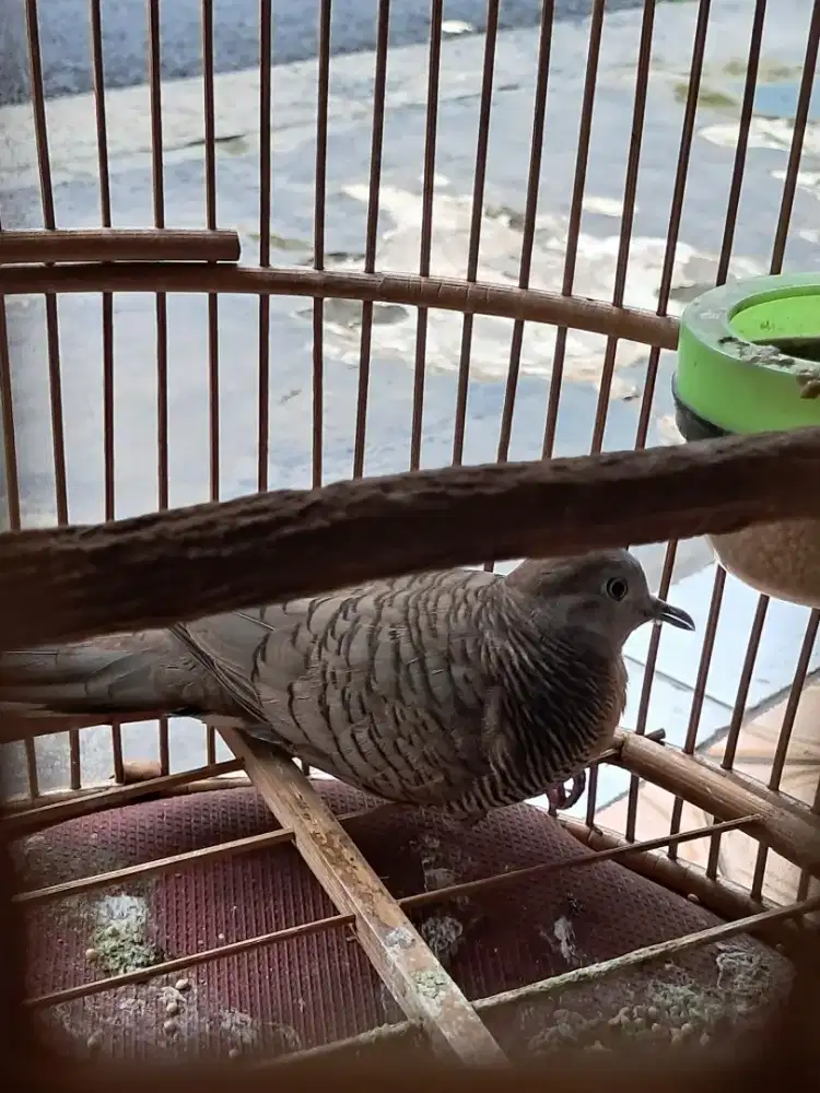 Bismillah jual perkutut sdh bunyi keadaan dgn kandang (2 Burung )