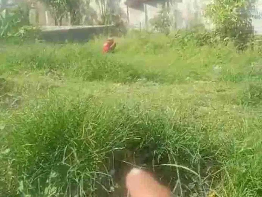 DIJUAL TANAH PREMIUM JLN KEDAMPANG KEROBOKAN KUTA UTARA