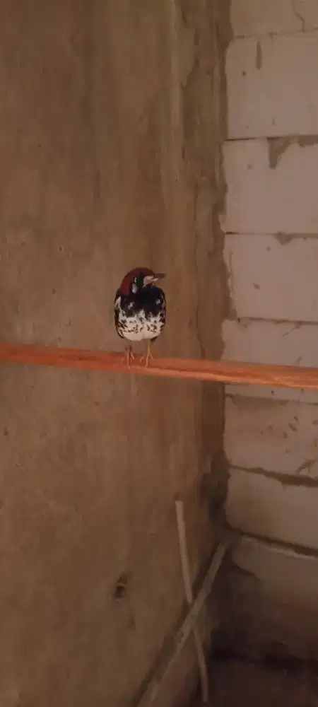 Burung anis kembang jantan wiksar burja