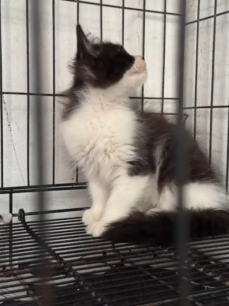 lepas adopt kitten persia 2.5 bulan