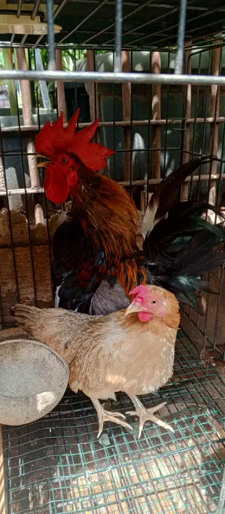 Ayam kate bekasi Selatan
