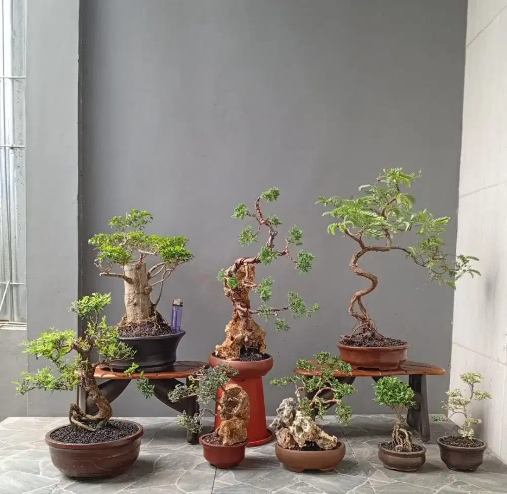 Paketan bonsai murah 8 pohon