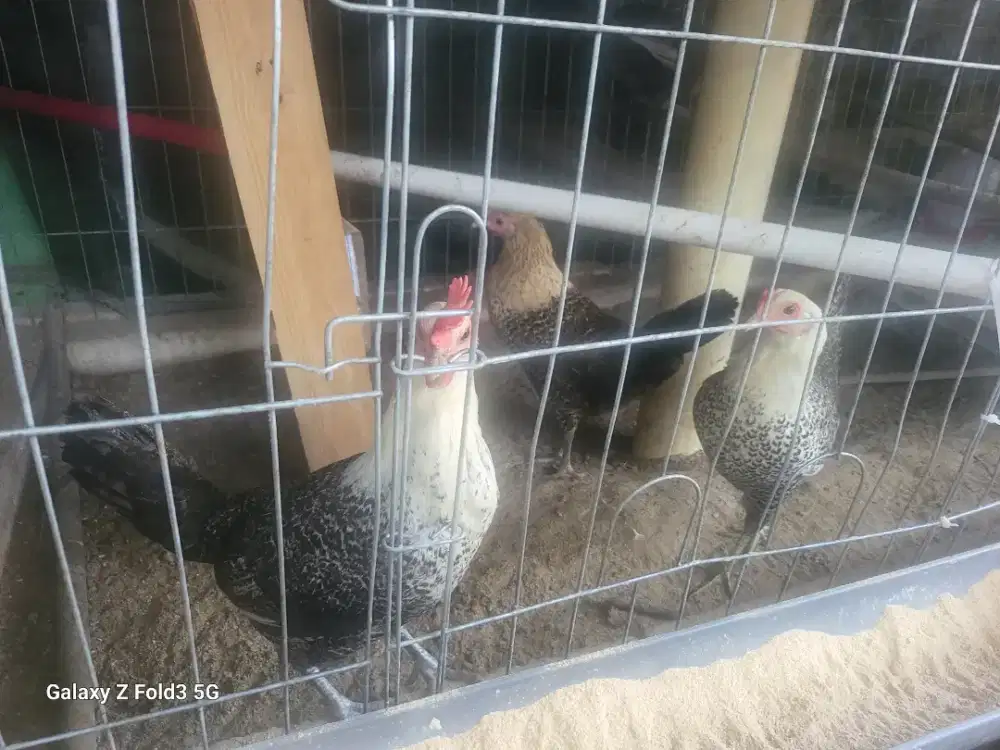 Jual murah abizz Ayam Arab, Ayam Elba & Ayam Kampung