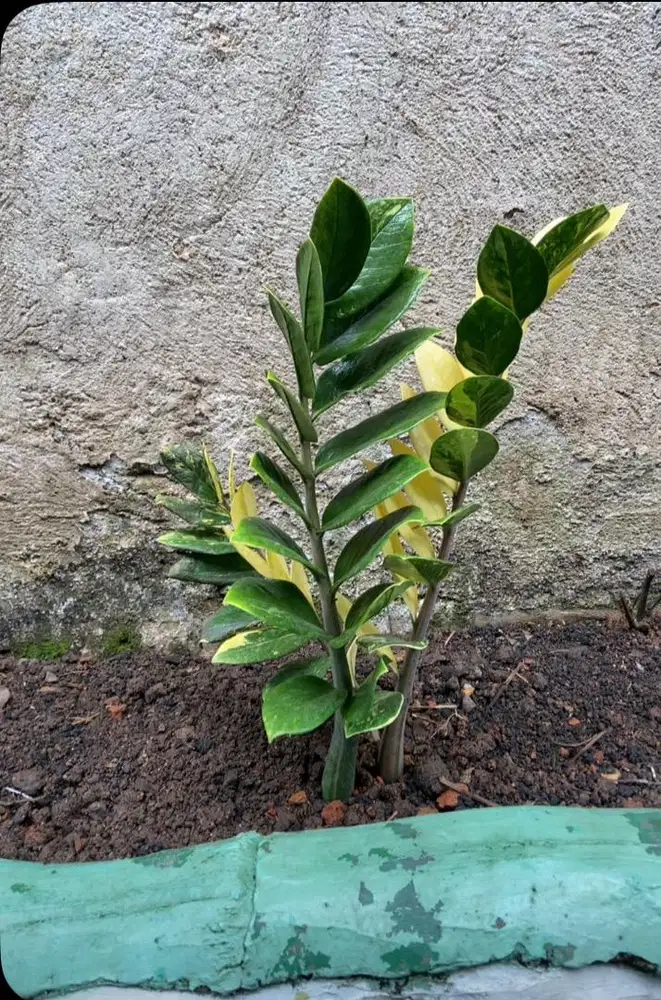 Tanaman hias Zemio verigata perbatang