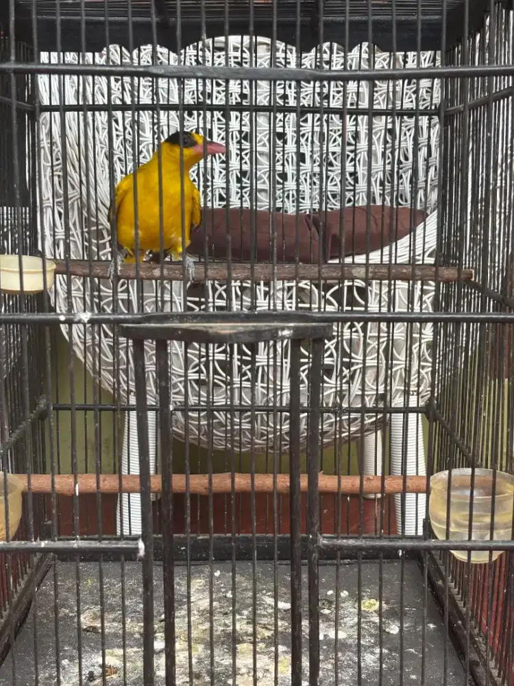 Burung Kepodang Emas
