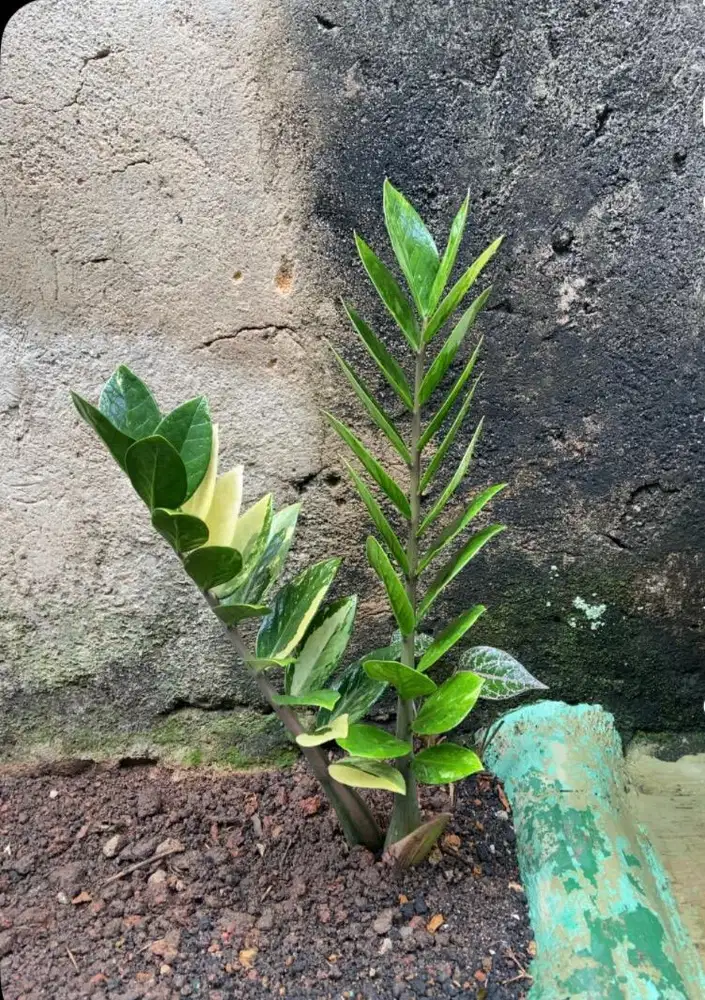 Tanaman hias Zemio verigata