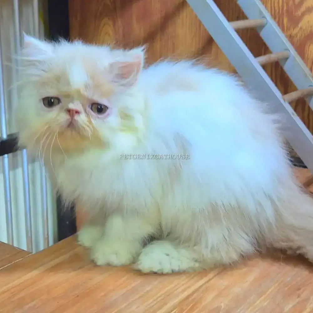 Kucing Persia Peaknose Extreme Jantan
