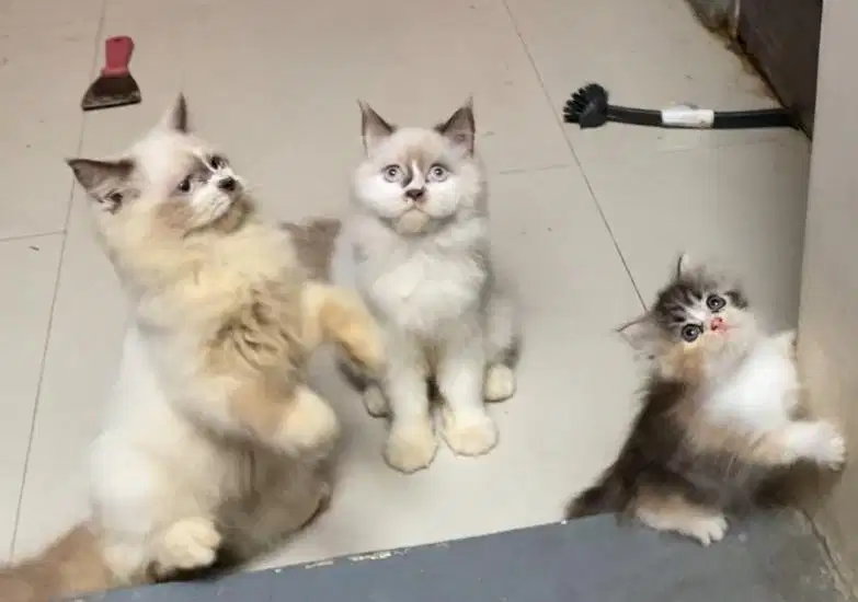 Kucing ragdol midol jantan bigbone usia 5 bulan