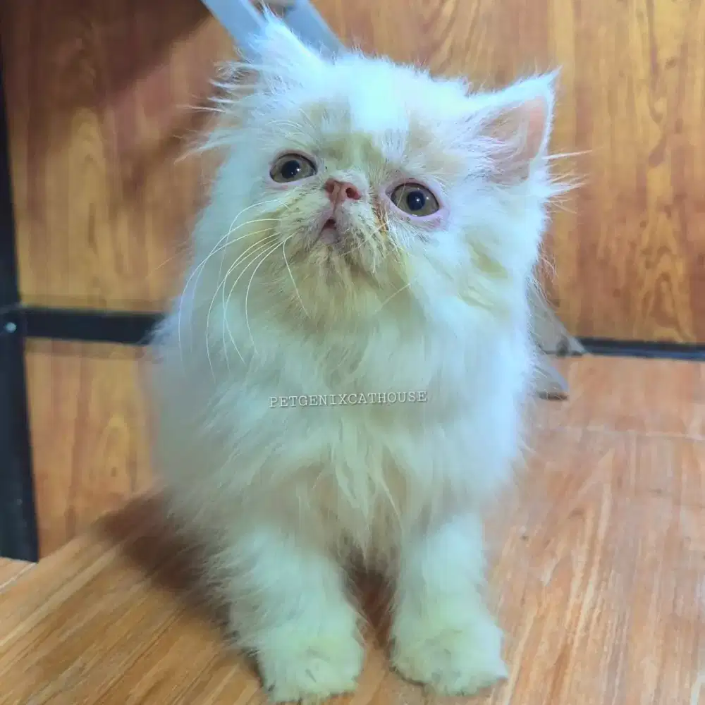 Kucing Kitten Persia Peaknose Extreme Longhair Jantan