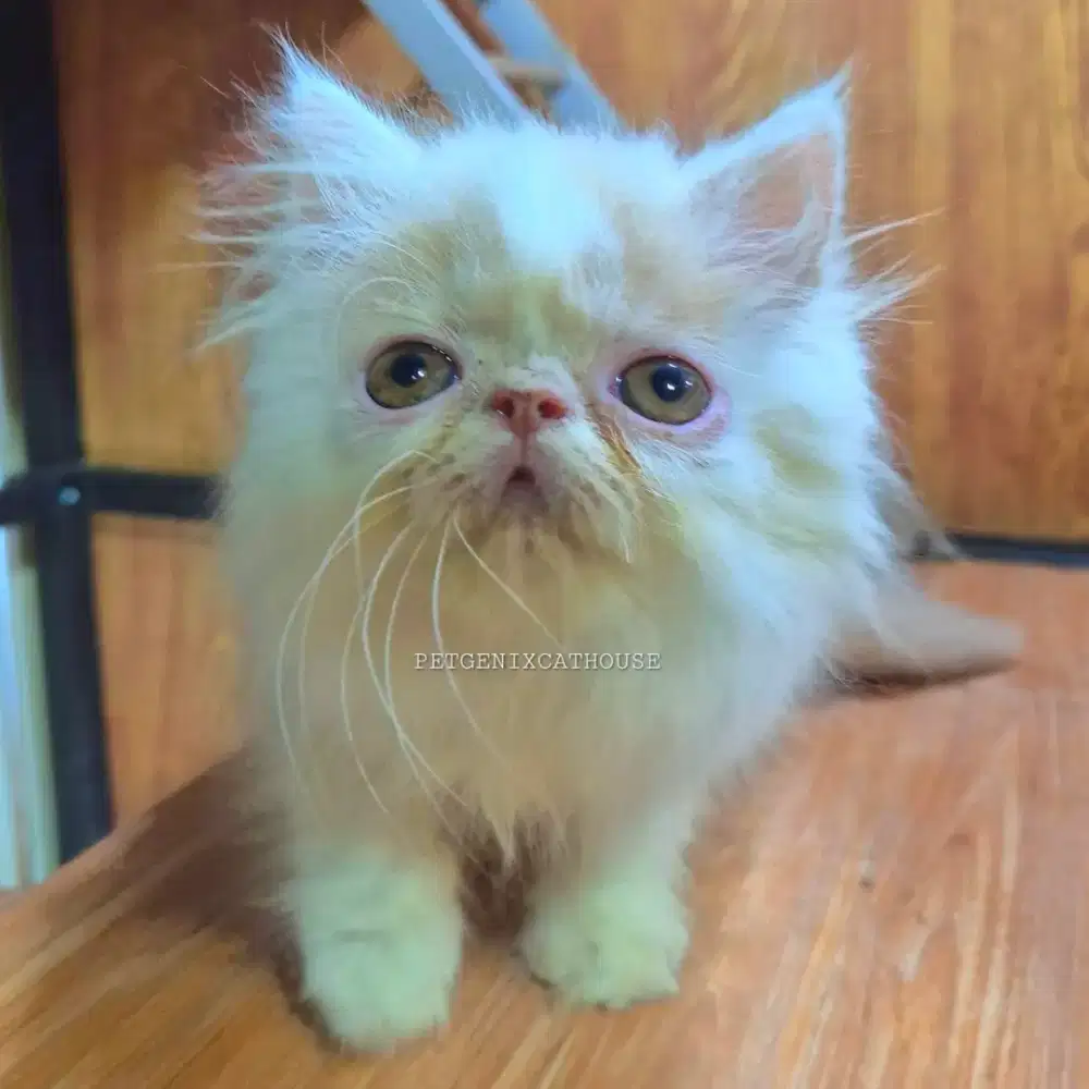 Kucing Kitten Persia Peaknose Extreme Jantan