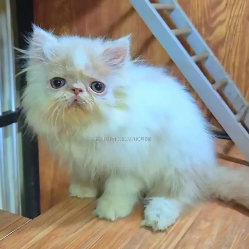 Kucing Kitten Persia Peaknose Extreme Jantan