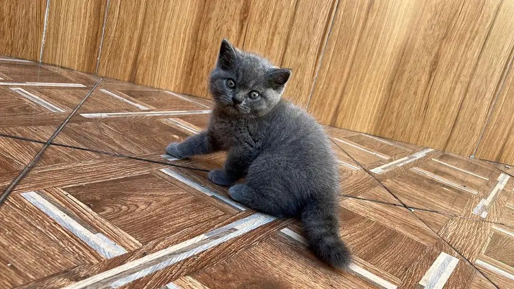 kucing kitten british short hair