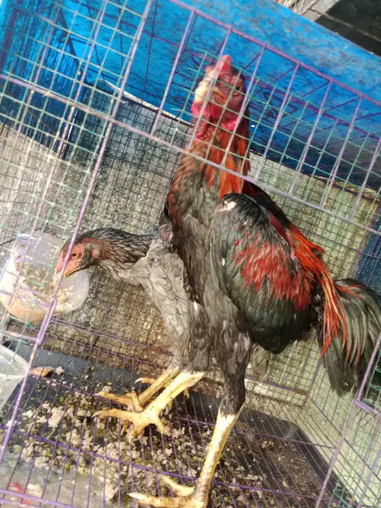 Ayam bangkok sepasang