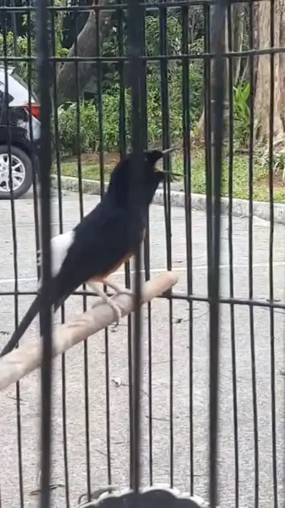 M hutan ekor 17-18 
 x prestasi no minus