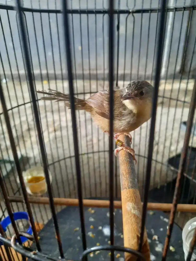 Burung ciblek gunung fullset