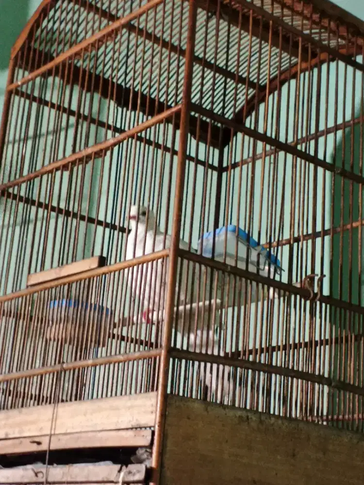 Derkuku putih betina rajin bunyi