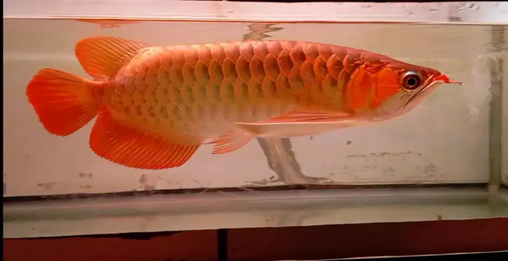 Arwana super red 40 cm