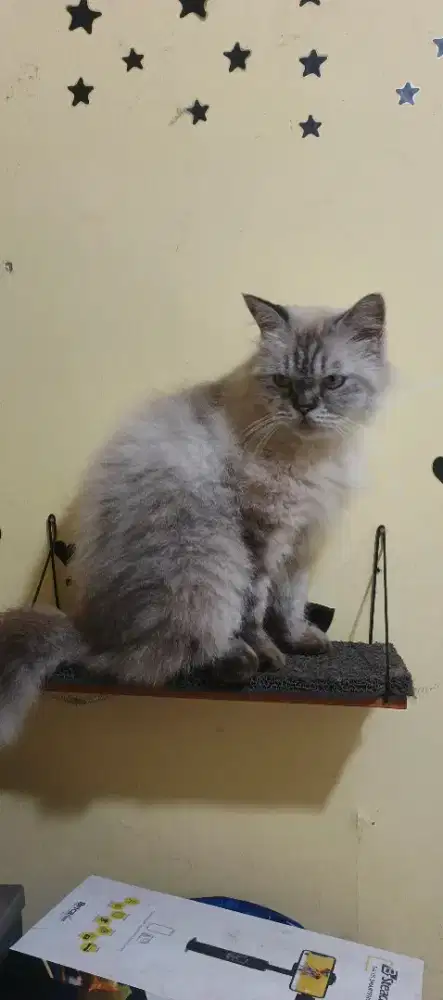 Kucing Persia Himalaya jantan bigbone
