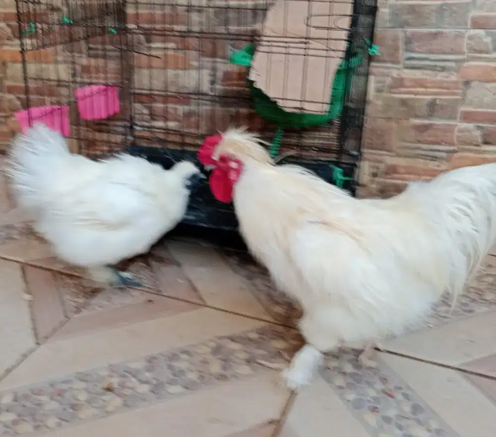Jual ayam bulu kapas