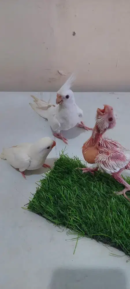 Burung jinak2 semua lovebird/falk